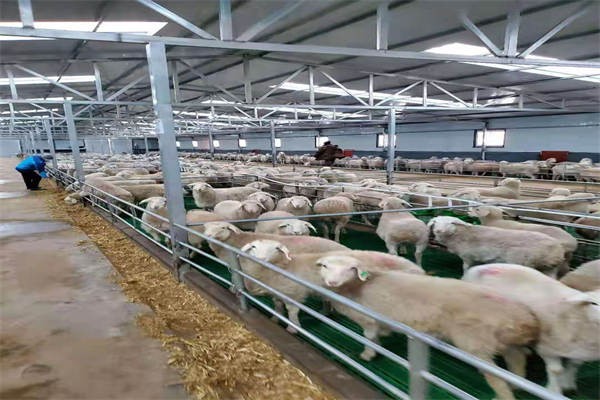 養殖場消泡劑應用場景圖