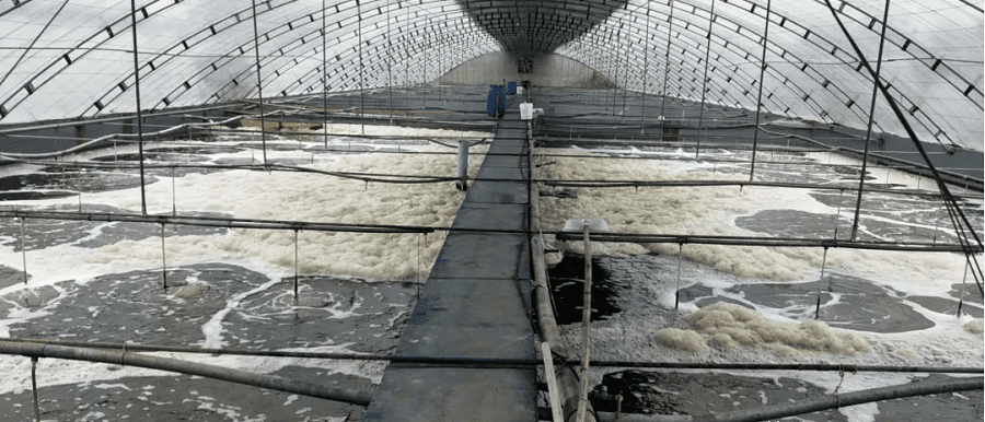 海水養殖消泡劑應用場景圖