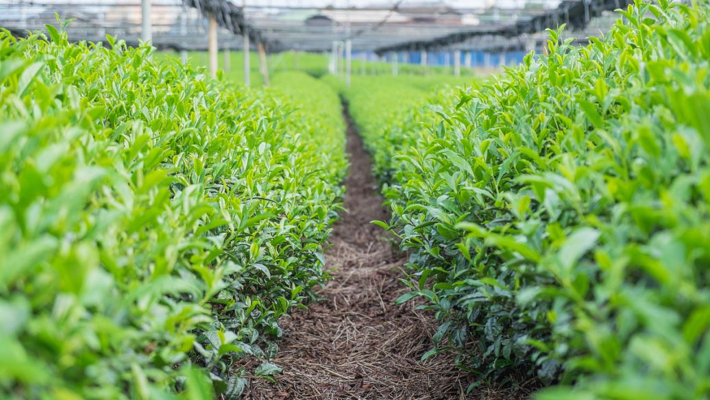 肥料起泡是什麼原因？哪種消泡劑好？